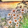 Daisy Field on Lakeside - Flowers Paint By Number
