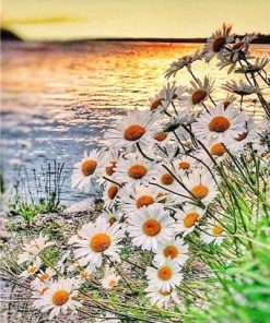 Daisy Field on Lakeside - Flowers Paint By Number