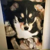 Custom Paint By Numbers​ Pets 4