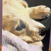 Custom Paint By Numbers​ Pets 5